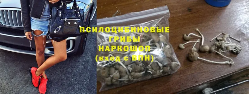 Галлюциногенные грибы Psilocybine cubensis  Аргун 